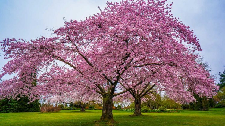 Cherry Blossom Trees Information