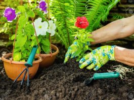 Future of Gardening