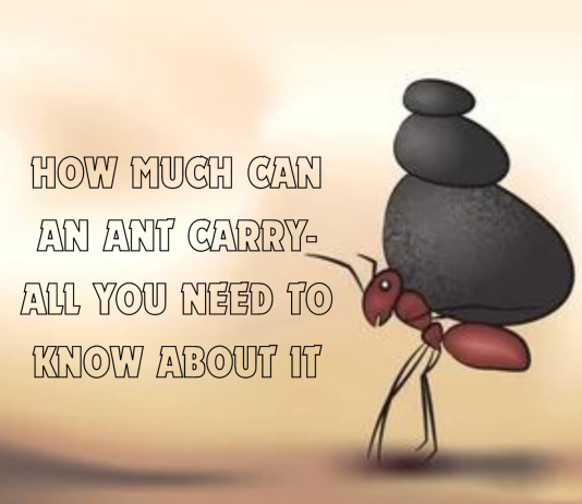 how much can an ant carry