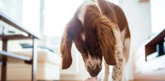 can dogs eat lamb bones