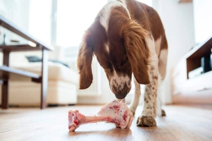 can dogs eat lamb bones